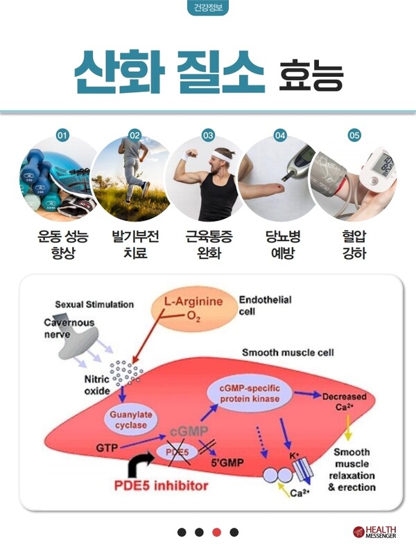 수박과 산화질소(NO)